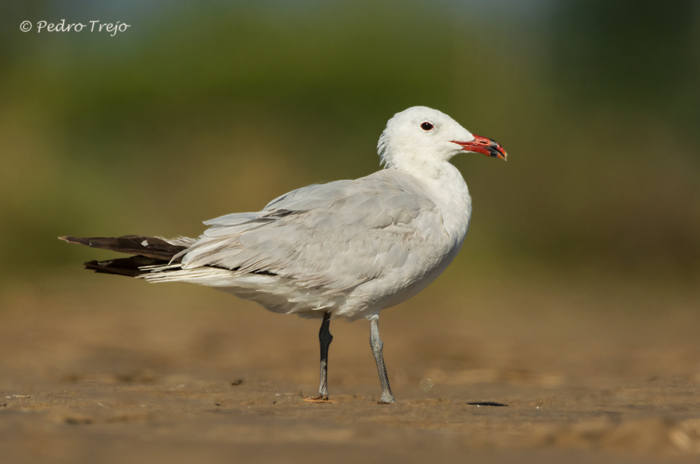 Gaviota de audouin (Larus audouinii)